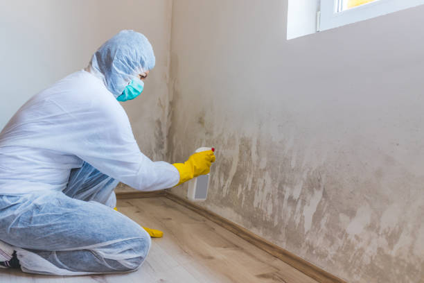 Best Attic Mold Removal  in Ellitt, CO