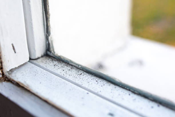 Best Emergency Mold Remediation  in Ellitt, CO