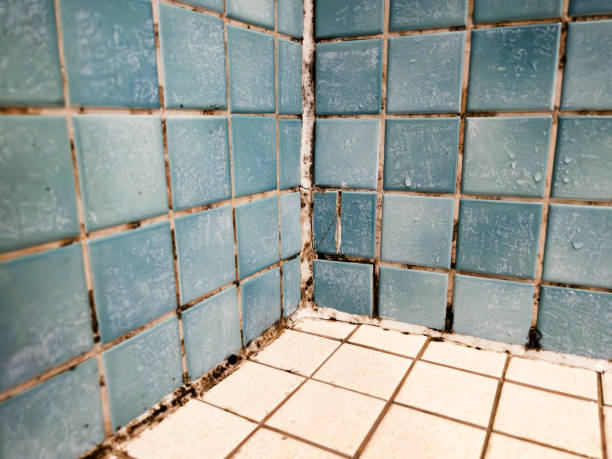 Best Black Mold Removal  in Ellitt, CO