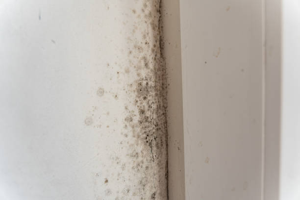 Best Mold Remediation for Healthcare Facilities  in Ellitt, CO